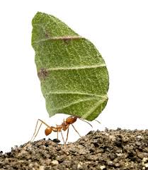Image result for ant can carry 52 times of its own weight