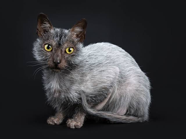 Lykoi: Cat Breed Profile, Characteristics & Care