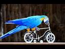 pictures of 2 parrots talking like humans do video