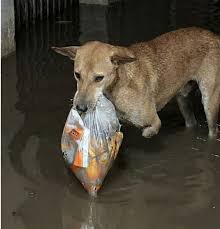Stray dog struggles to survive in floodwater