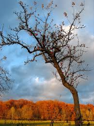 Äpfel im November - Bild \u0026amp; Foto von Matthias Hübscher aus Herbst ...
