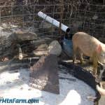Image result for site:sugarmtnfarm.com trough OR barrel OR feeder OR tank OR waterer OR whey
