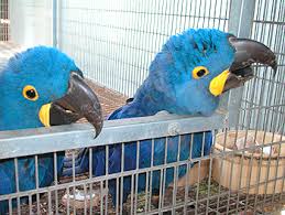 Image result for baby macaw parrot for sale