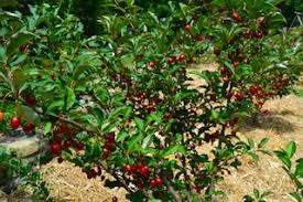 Image result for goumi