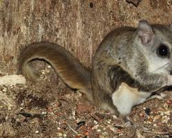 Image of Southern Flying Squirrel