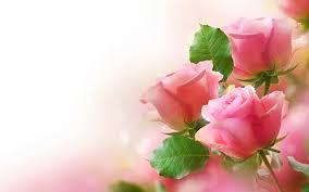 Image result for images of rose hd