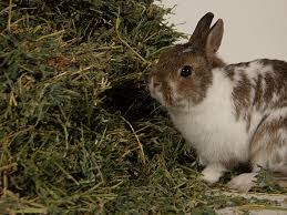 Image result for RABBIT