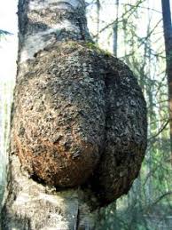 Image result for chaga mushroom images