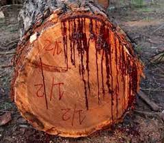 بالصور: قطعوا شجرة بتنزانيا.. فوجدوا شيئا لا يتقبله العقل!