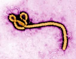 Ebola: o que se sabe sobre o surto declarado como emergência global pela OMS
