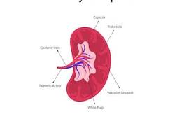 Image of Spleen anatomy diagram