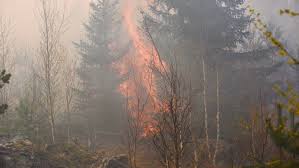 TV: Skogsbranden sprider sig: ”Har den inte under kontroll”