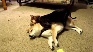 Résultat de recherche d'images pour "cats and dogs living together pictures"