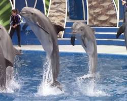 Image of Dolphin Days show at SeaWorld San Antonio