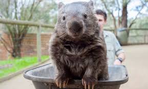 Image result for wombat