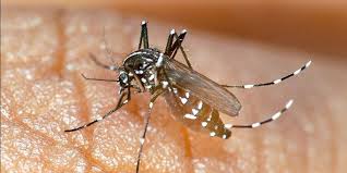 Chikungunya: Alerte en France! Ce que Vous Devez Savoir IMMÉDIATEMENT! - Imagen ilustrativa del artículo
