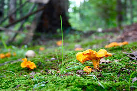 Attēlu rezultāti vaicājumam “chanterelles”