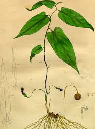 Image result for linnaeus