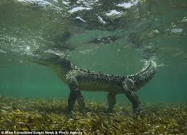 Image result for Crocodiles are blind in the water