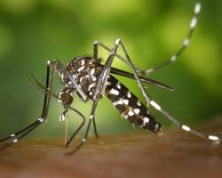 Aedes albopictus mosquito