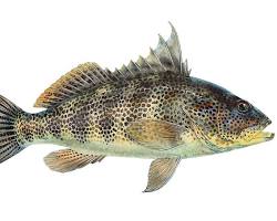 Image of Spotted Sand Bass fish