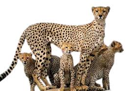 R&eacute;sultat de recherche d'images pour 