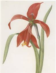 Image result for Jacobean lilies