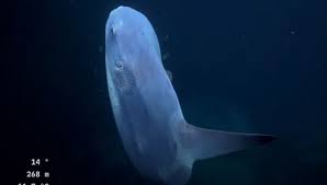 ¡Gigante Marino! Pez Luna avistado en aguas uruguayas por Uruguay Sub200