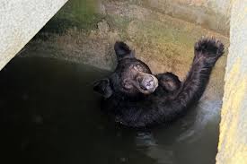 Bear family rescued from large water tank in La Verne during heat wave