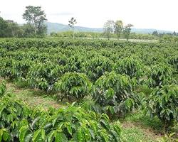 Image of Coffee tree