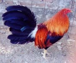 Exposición de gallo fino