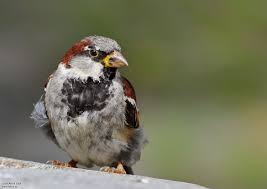 Bildergebnis für sperling