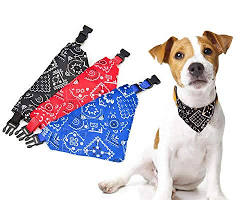 dog wearing a handmade bandana posing for a photoの画像