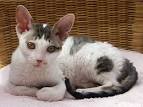 Cornish Rex ADVANCE Affinity