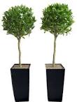 Artificial bay trees for sale