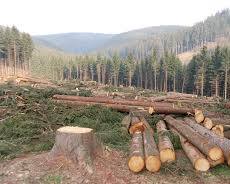 Image of Deforestation