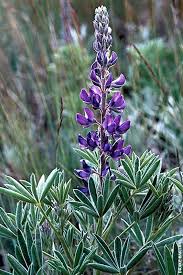 Image result for lupine