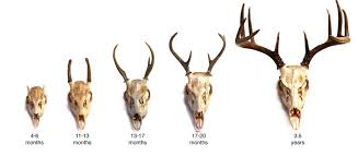 Image result for buck antlers
