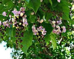 Image of Pongamia (Pongamia pinnata) tree