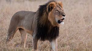 Image result for cecil lion