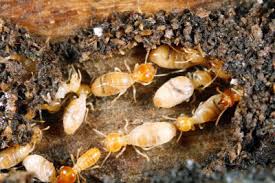 Image result for termite treatment