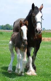 Image result for HORSE