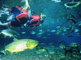 Afbeeldingsresultaat voor bonito brazil