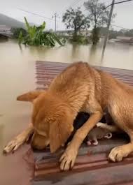 Bạn cún sinh đúng lúc lũ lụt Hình ảnh từ kênh tt ...