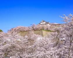 津山城の桜の画像