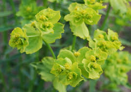 Resultado de imagen de euphorbia serrata