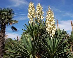 Yucca (Yucca spp.) plant