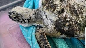 The impact of cold snaps on marine life: Understanding the risks to turtles and manatees