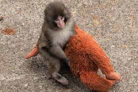 Orphaned Baby Monkey at Japanese Zoo Goes Viral for Having Stuffed Animal as His Only Friend