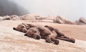 Image result for william wegman
